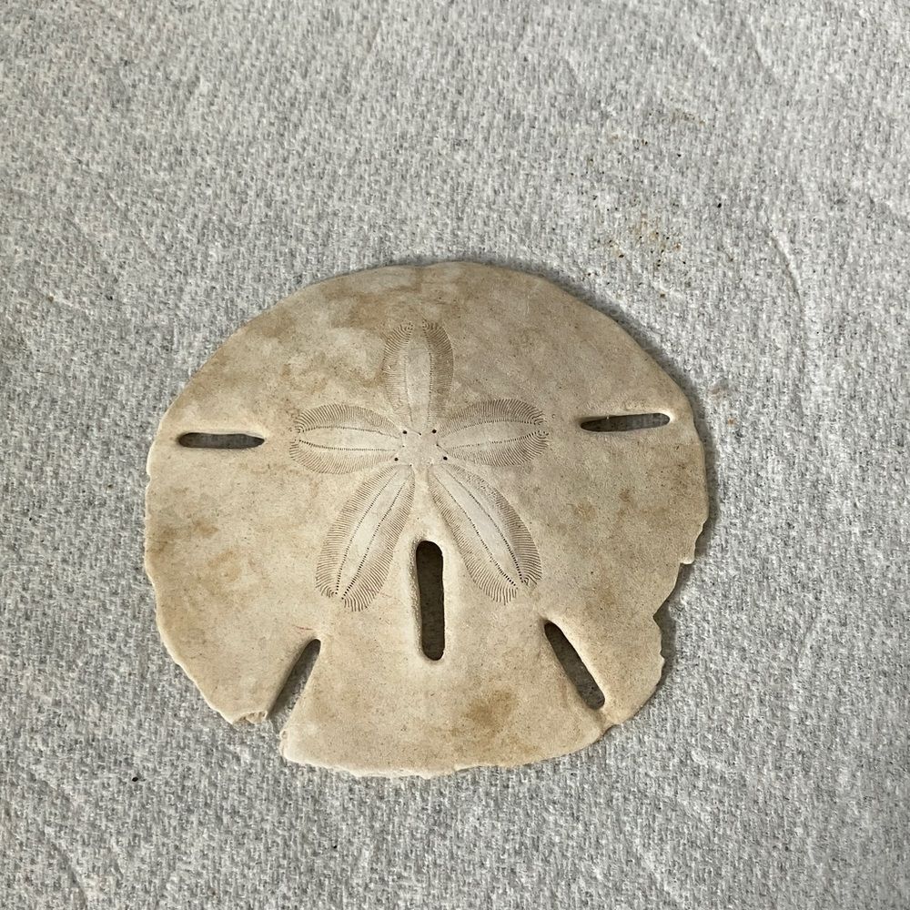 Sand Dollar
